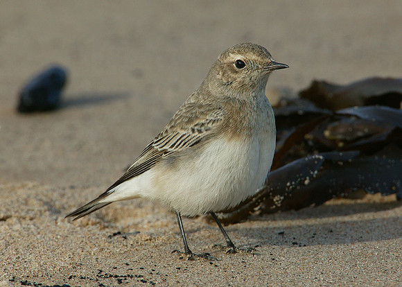 Pied Wheatear Oenanthe pleschanka