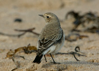 Pied Wheatear Oenanthe pleschanka