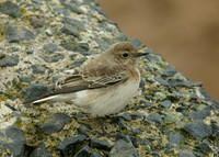 Pied Wheatear Oenanthe pleschanka