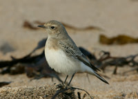 Pied Wheatear Oenanthe pleschanka