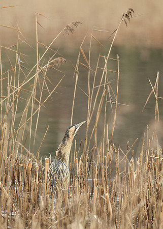 Bittern Botaurus stellaris