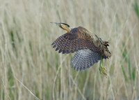 Bittern Botaurus stellaris
