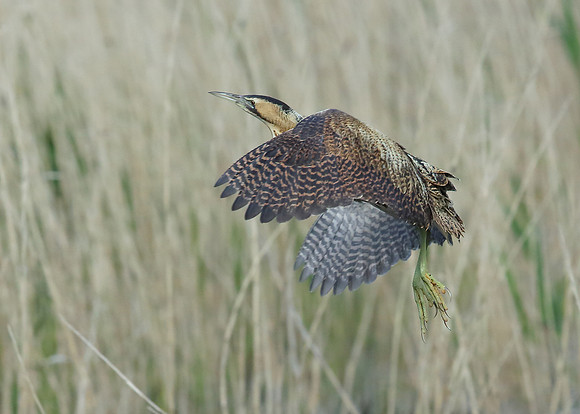 Bittern Botaurus stellaris