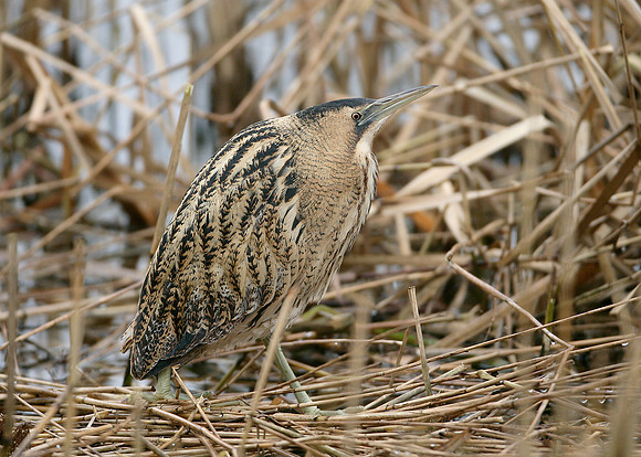Bittern Botaurus stellaris