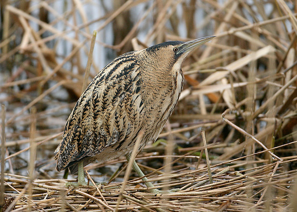 Bittern Botaurus stellaris