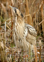Bittern Botaurus stellaris