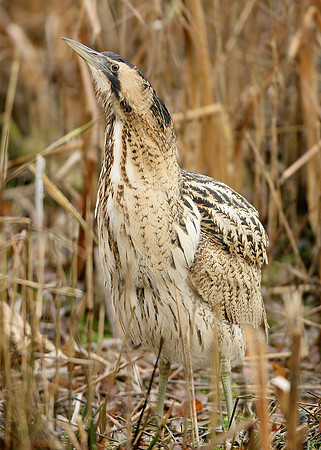 Bittern Botaurus stellaris