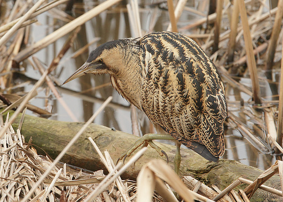 Bittern Botaurus stellaris