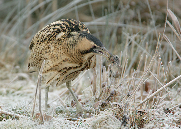 Bittern Botaurus stellaris