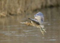 Bittern Botaurus stellaris