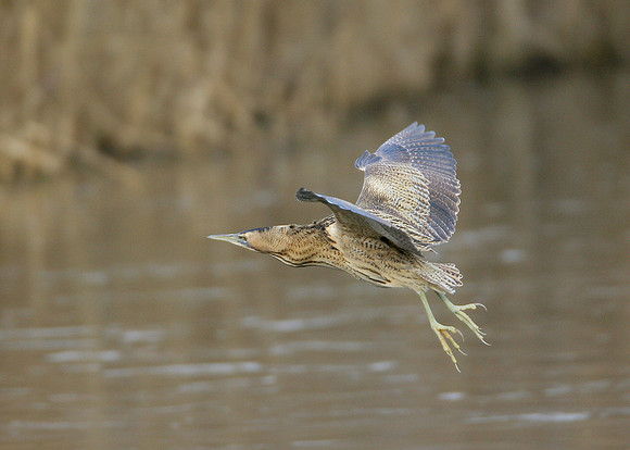Bittern Botaurus stellaris
