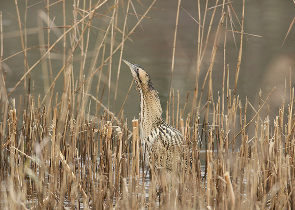 Bittern Botaurus stellaris