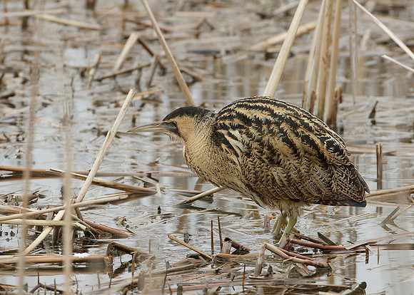 Bittern Botaurus stellaris