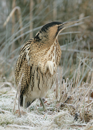 Bittern Botaurus stellaris