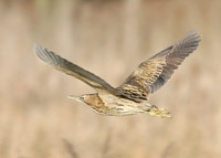 Bittern Botaurus stellaris