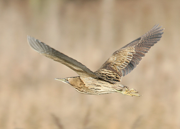 Bittern Botaurus stellaris