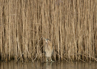 Bittern Botaurus stellaris