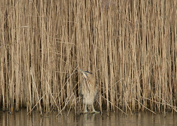 Bittern Botaurus stellaris