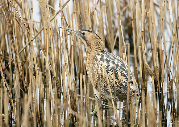 Bittern Botaurus stellaris
