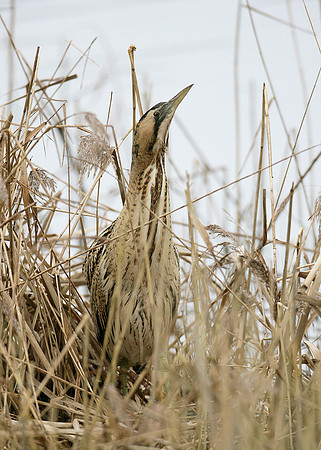 Bittern Botaurus stellaris