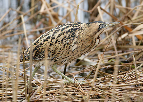 Bittern Botaurus stellaris