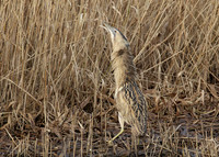 Bittern Botaurus stellaris