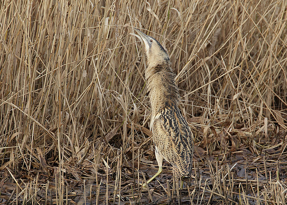 Bittern Botaurus stellaris