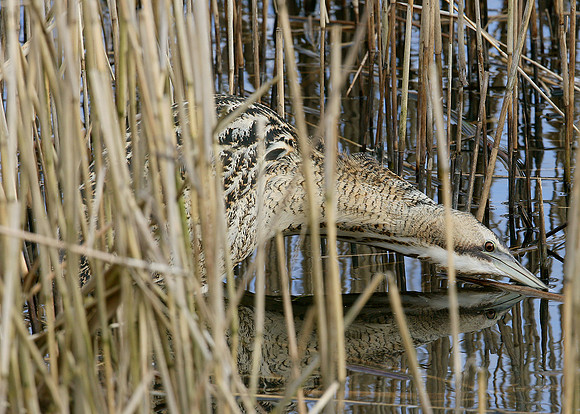 Bittern Botaurus stellaris
