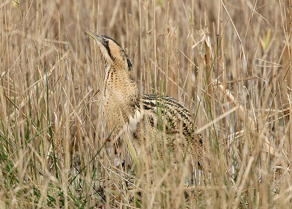 Bittern Botaurus stellaris