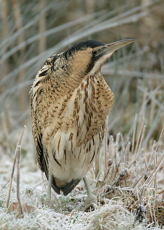 Bittern Botaurus stellaris