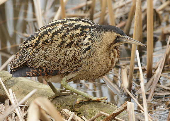 Bittern Botaurus stellaris