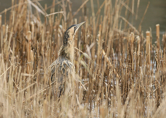 Bittern Botaurus stellaris