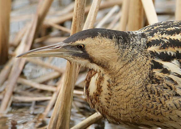 Bittern Botaurus stellaris