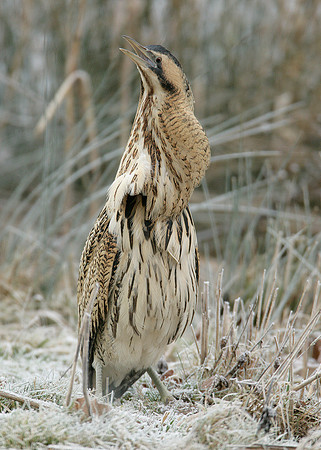Bittern Botaurus stellaris