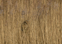 Bittern Botaurus stellaris