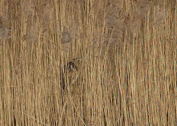 Bittern Botaurus stellaris