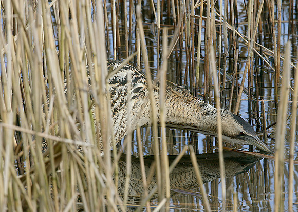 Bittern Botaurus stellaris