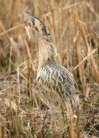 Bittern Botaurus stellaris