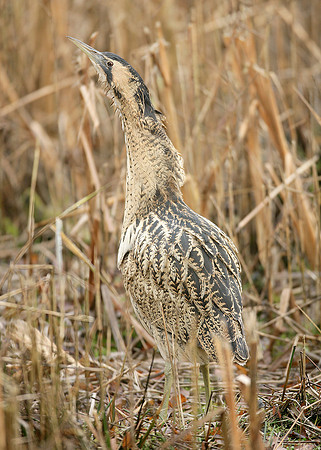 Bittern Botaurus stellaris