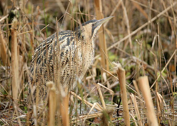 Bittern Botaurus stellaris