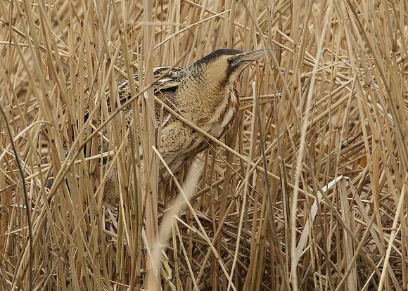 Bittern Botaurus stellaris