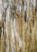 Bittern Botaurus stellaris