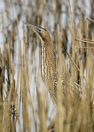 Bittern Botaurus stellaris