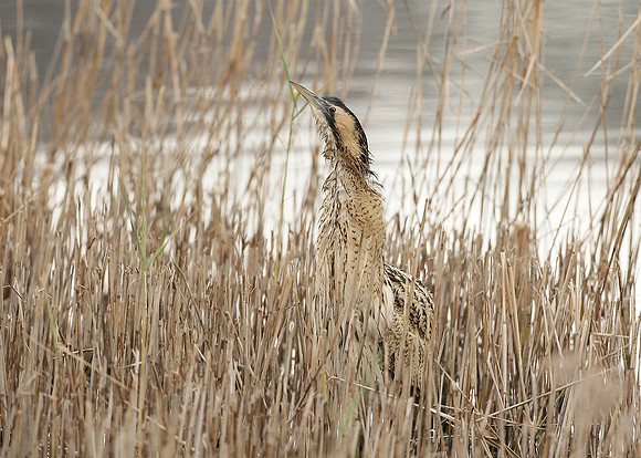 Bittern Botaurus stellaris