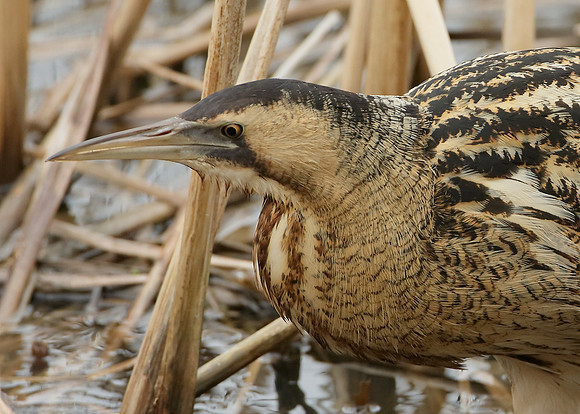 Bittern Botaurus stellaris