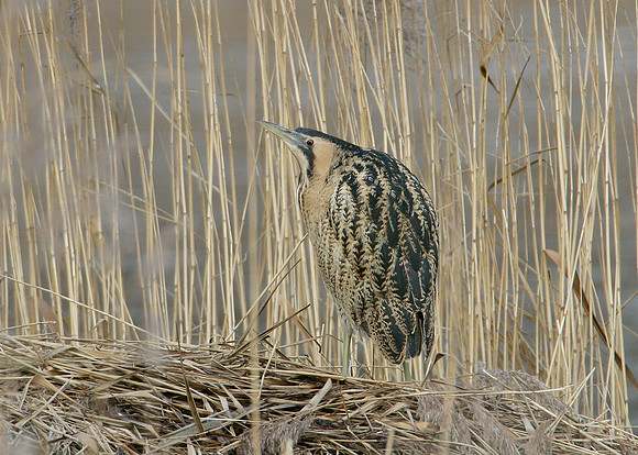 Bittern Botaurus stellaris