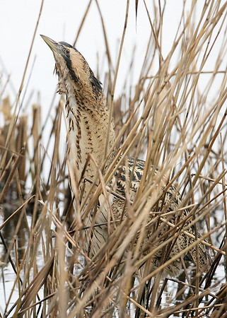 Bittern Botaurus stellaris