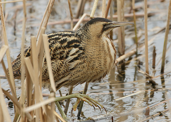 Bittern Botaurus stellaris