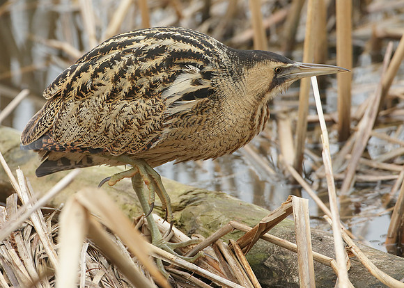 Bittern Botaurus stellaris