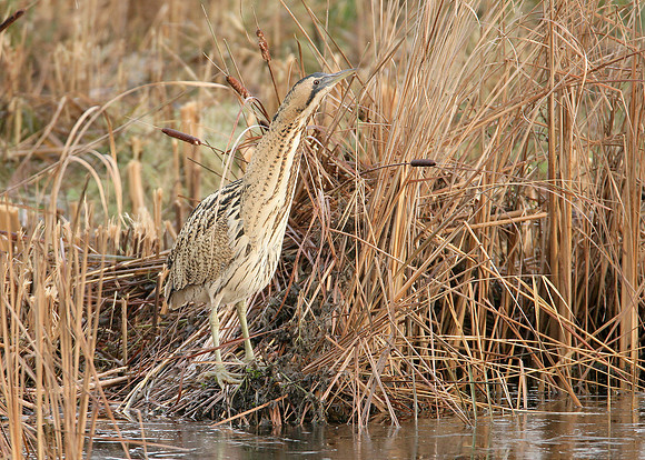 Bittern Botaurus stellaris